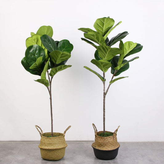 Planta Banyan Decorativa en Maceta – Estilo Tropical Minimalista